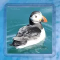 Puffins