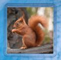 Red Squirrel 6
