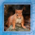 Red Squirrel 9