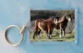 Newborough Ponies