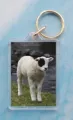 Patch lamb