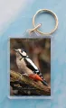 GS Woodpecker 1