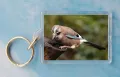 Jay 1