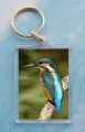 Kingfisher 1
