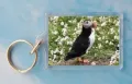 Puffin 8