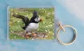 Puffin 3