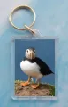 Puffin 10