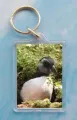 Puffling 2