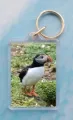 Puffin 2