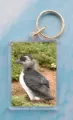 Puffling 1