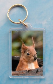 Red Squirrel 3