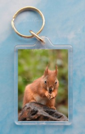 Red Squirrel 4