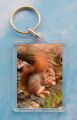 Red Squirrel 5