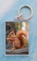 Red Squirrel 6