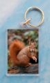 Red Squirrel 7