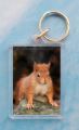 Red Squirrel 9