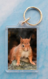 Red Squirrel 9