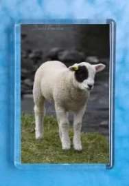 Patch Lamb