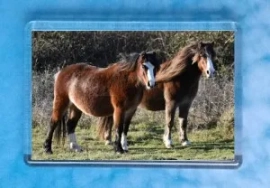 Ponies 1