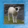 Patch Lamb