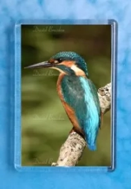 Kingfisher 1