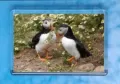 Puffin 21