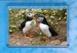Puffin 21