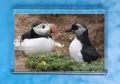Puffling 4