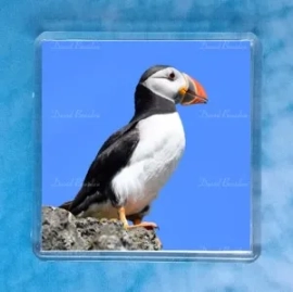 Puffin 11