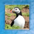 Puffin 1