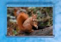 Red Squirrel 7