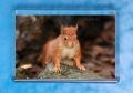 Red Squirrel 9