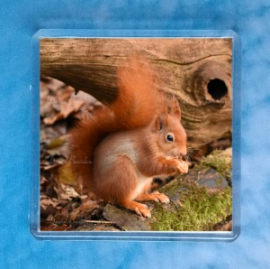 Red Squirrel 5