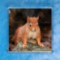 Red Squirrel 9