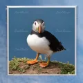 Puffin 10 