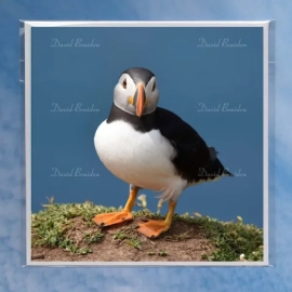 Puffin 10 